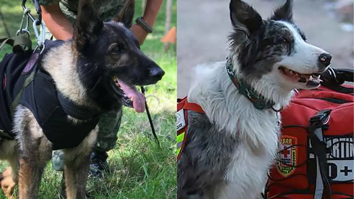 Perritos Día del Perro 