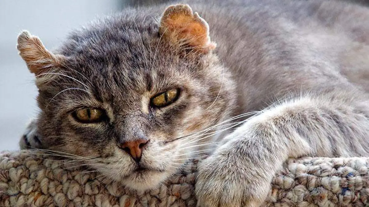 gato_viejo