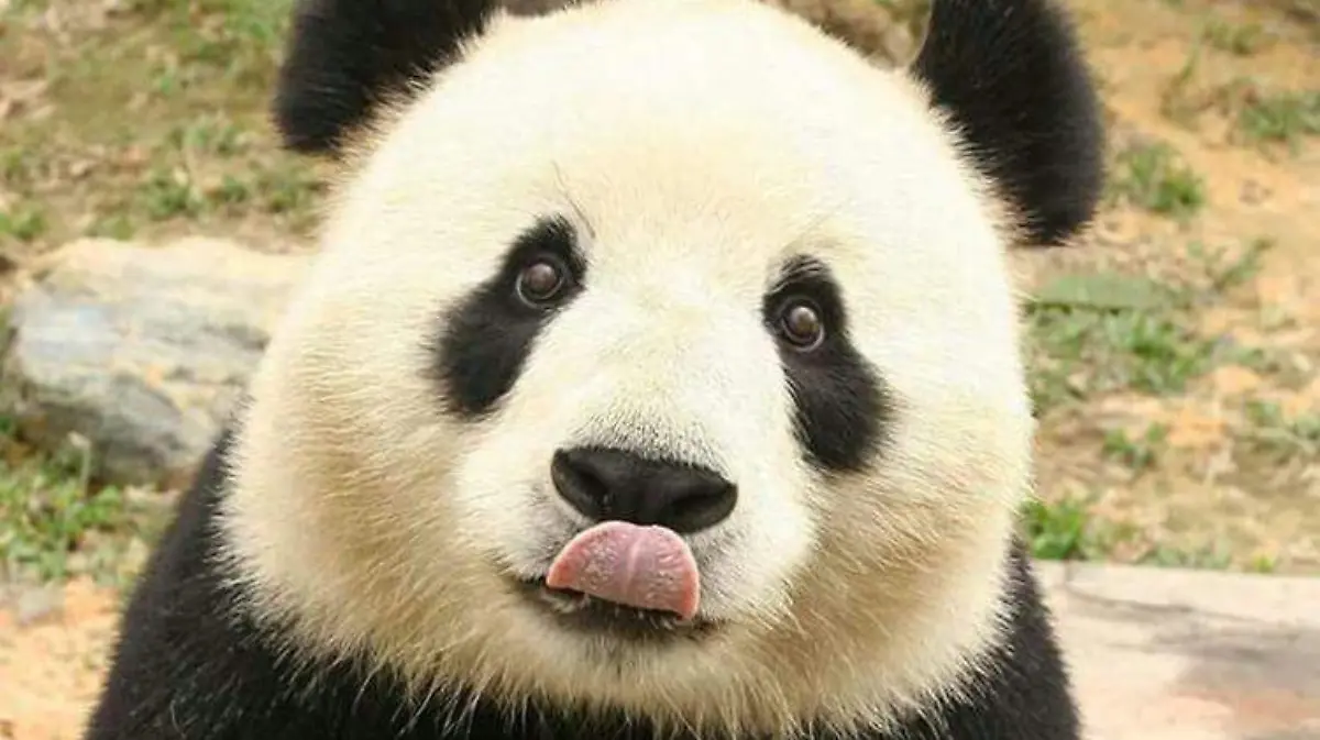 panda