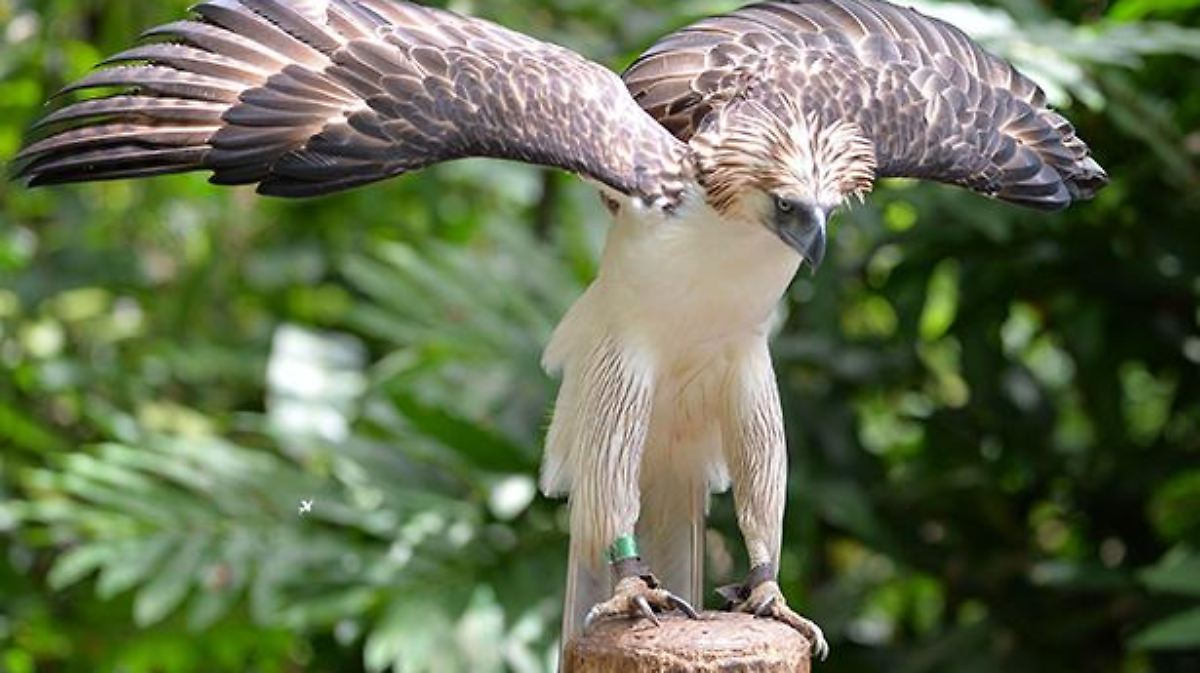 Celebran nacimiento de águila monera filipina; solo hay 100 - El Sol de  México | Noticias, Deportes, Gossip, Columnas