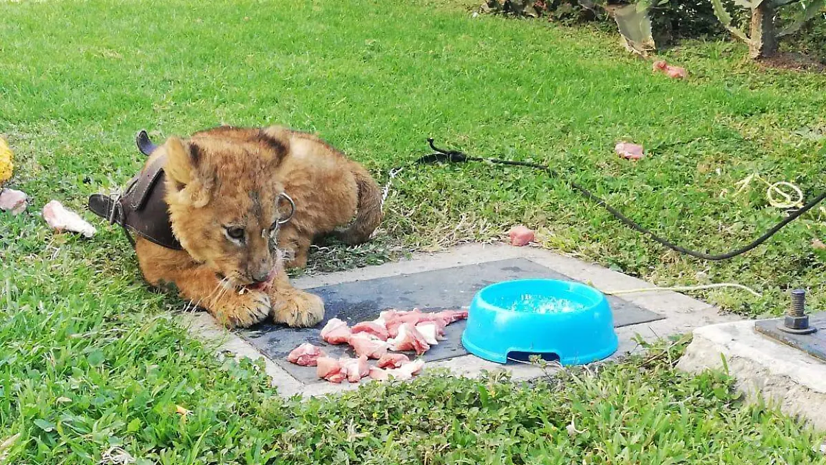 Irapuato- Abandonan cachorro de León en vía publica (5)