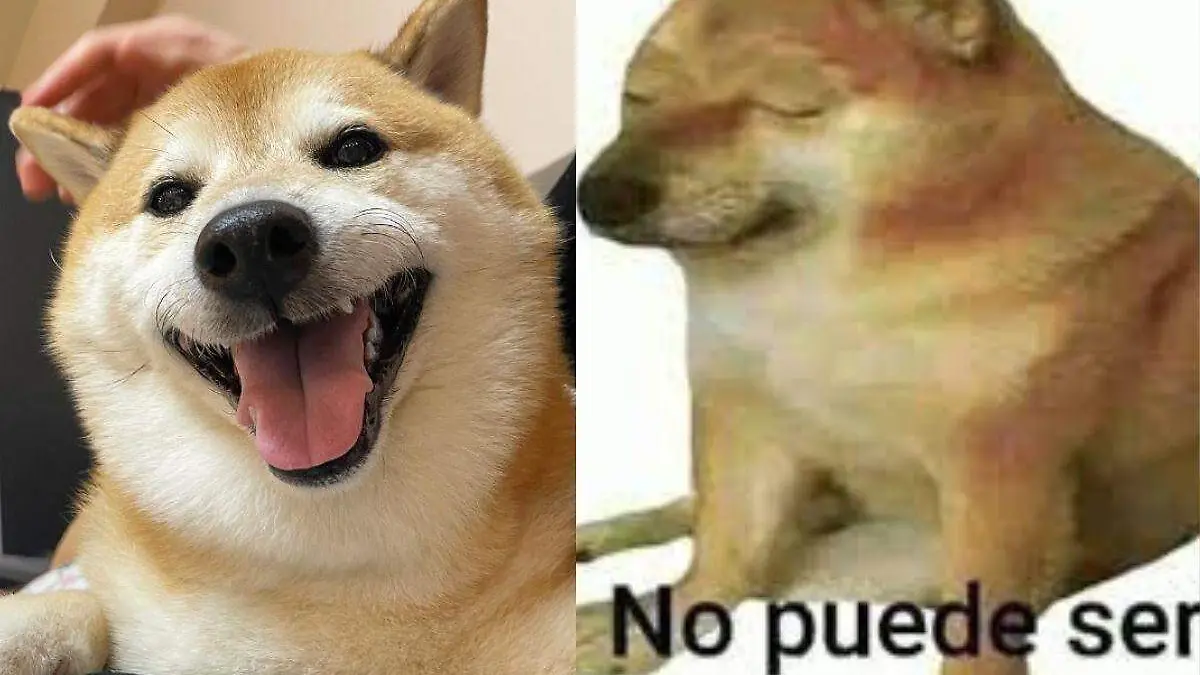 Muere Cheems el perrito de los memes
