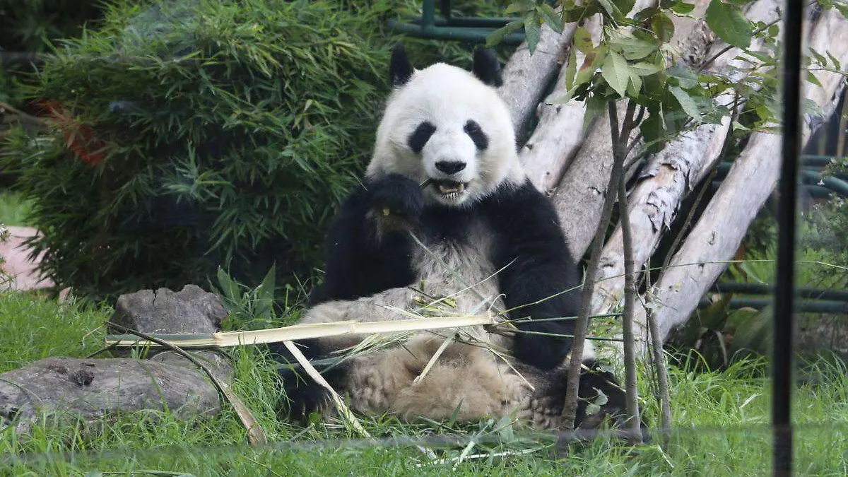 México tiene el único panda en el mundo que no pertenece a China