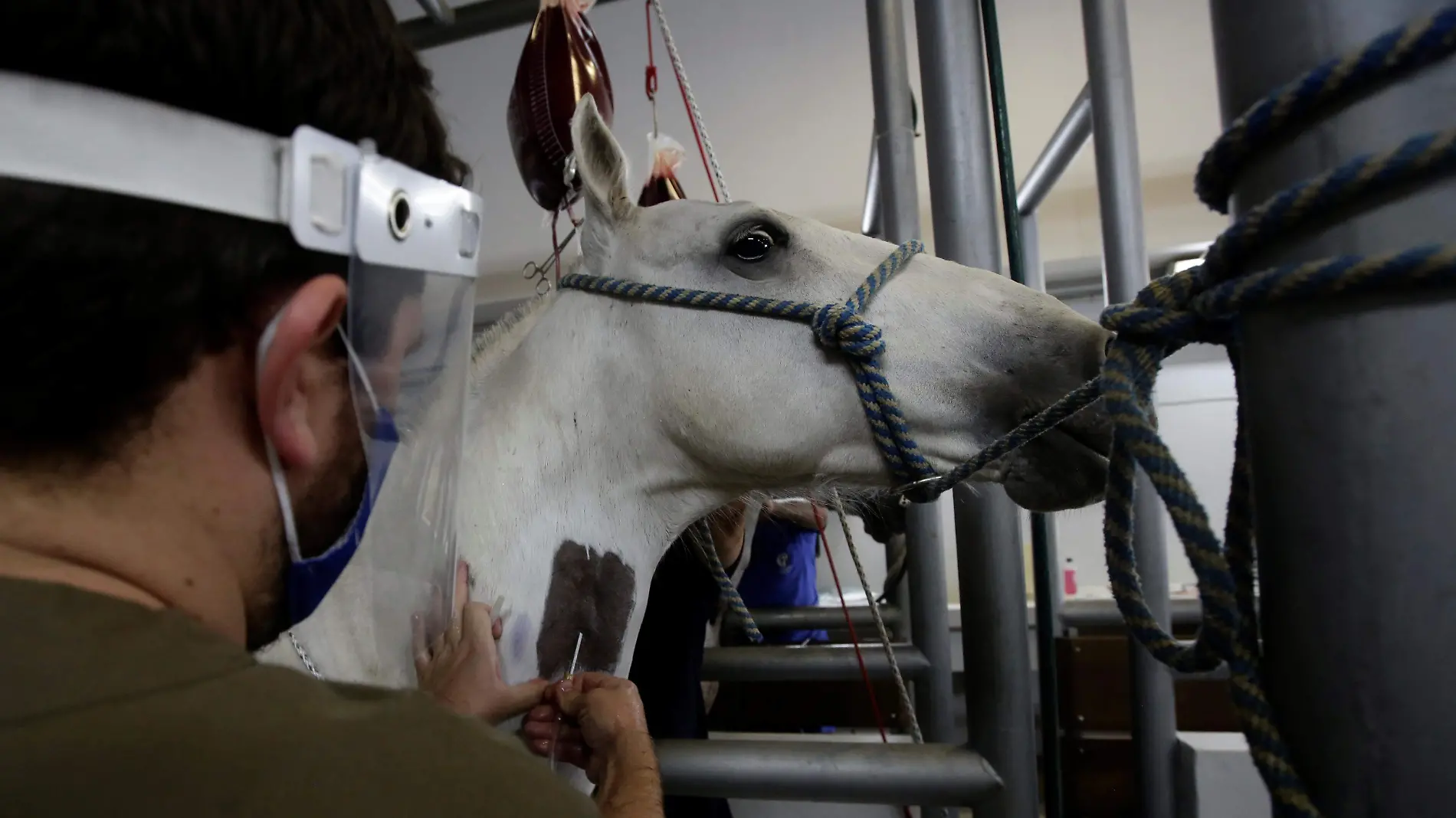 costa-rica-covid-caballos-reuters