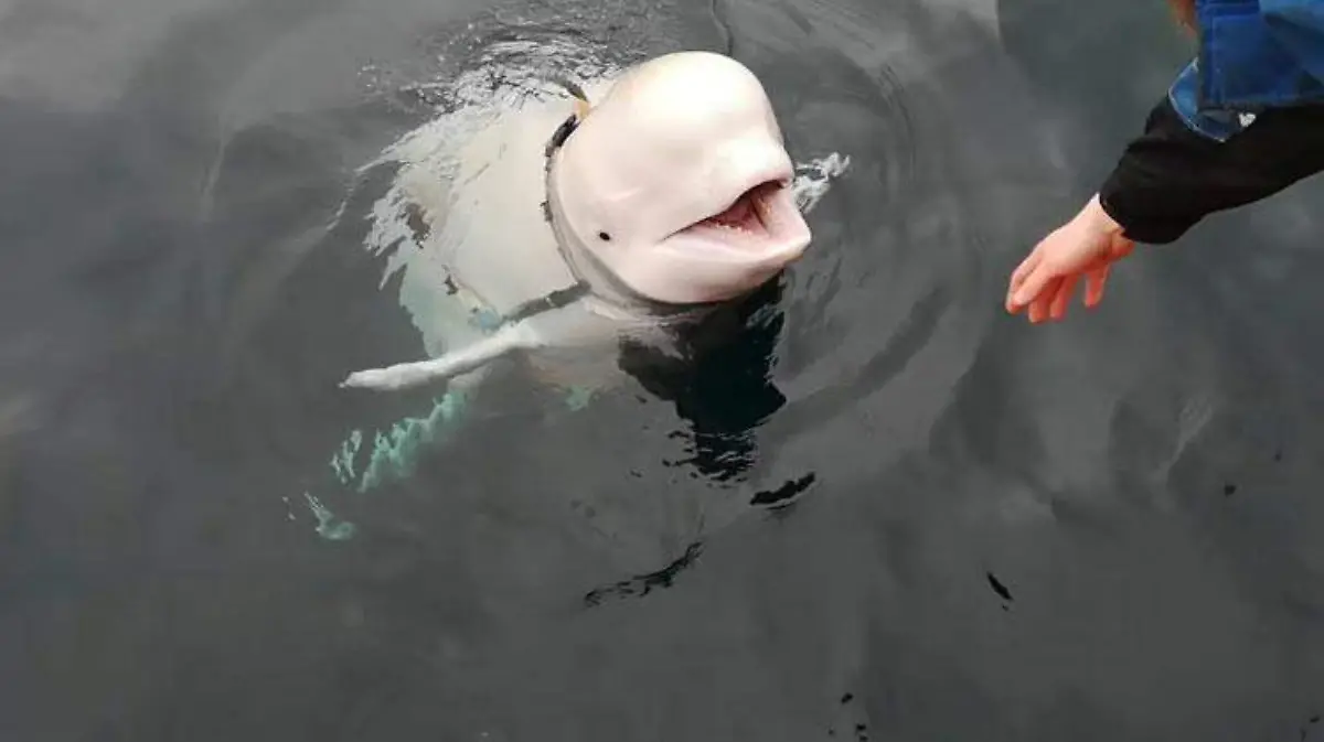 Beluga