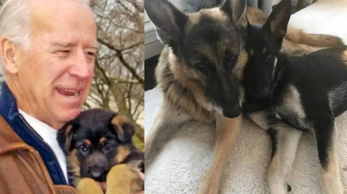 Joe Biden perros casa blanca