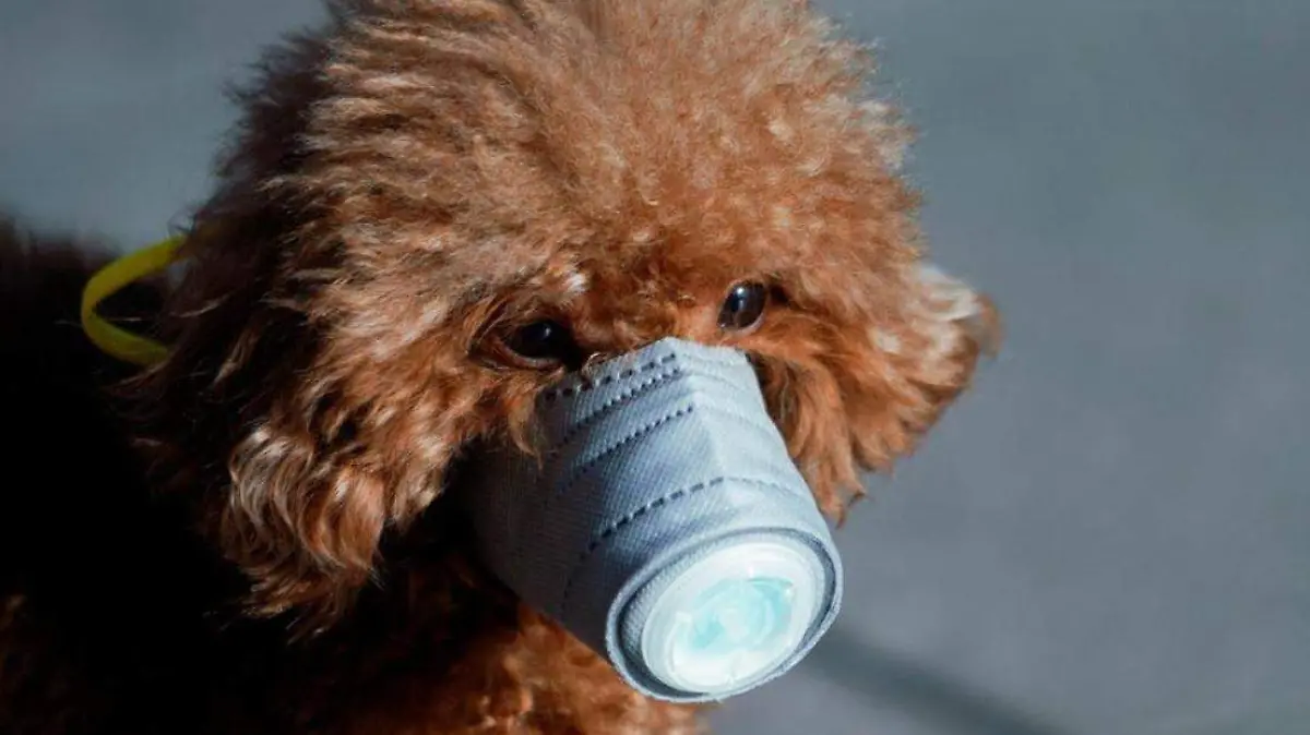 PERRO-CORONAVIRUS-REUTERS