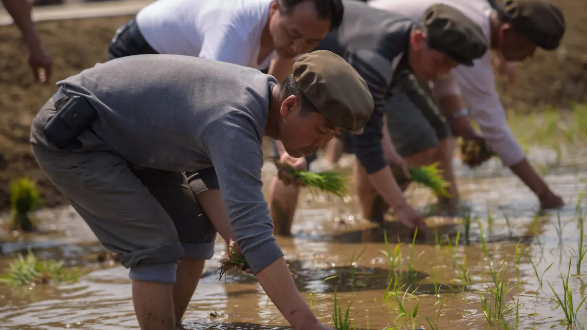 corea-del-norte-2afp