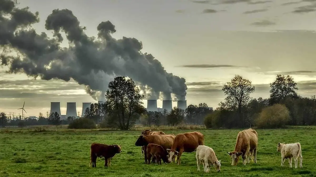 Cambio climatico_vacas