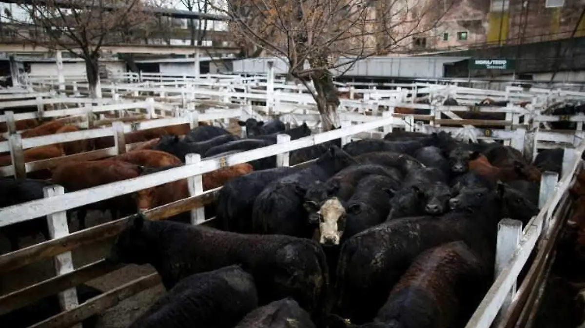 Vacas_carne_Argentina