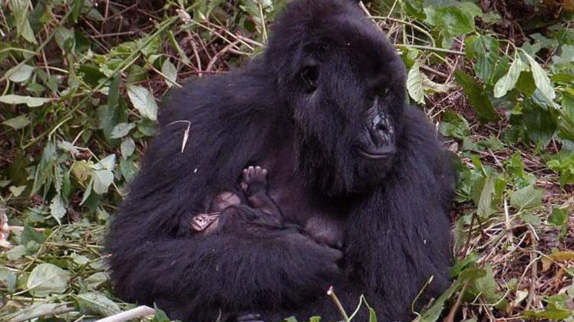 Parque-Nacional-de-Virunga