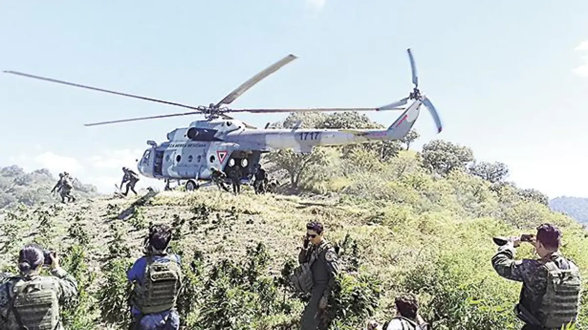 operativo-mariguana-triangulo