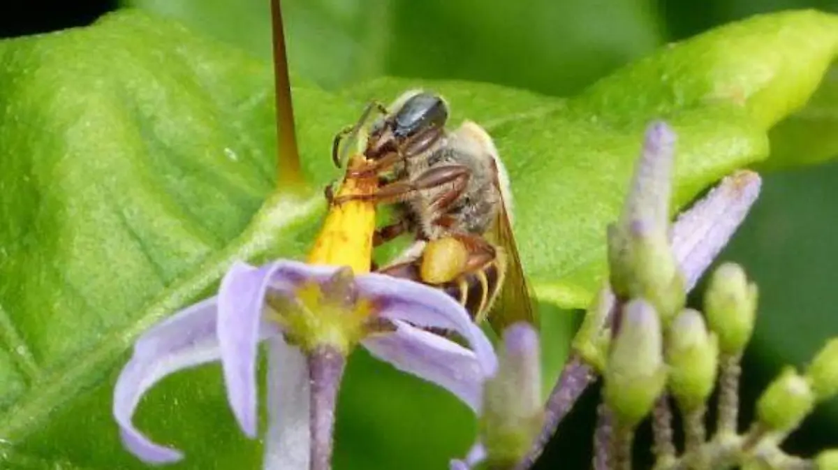 abeja2