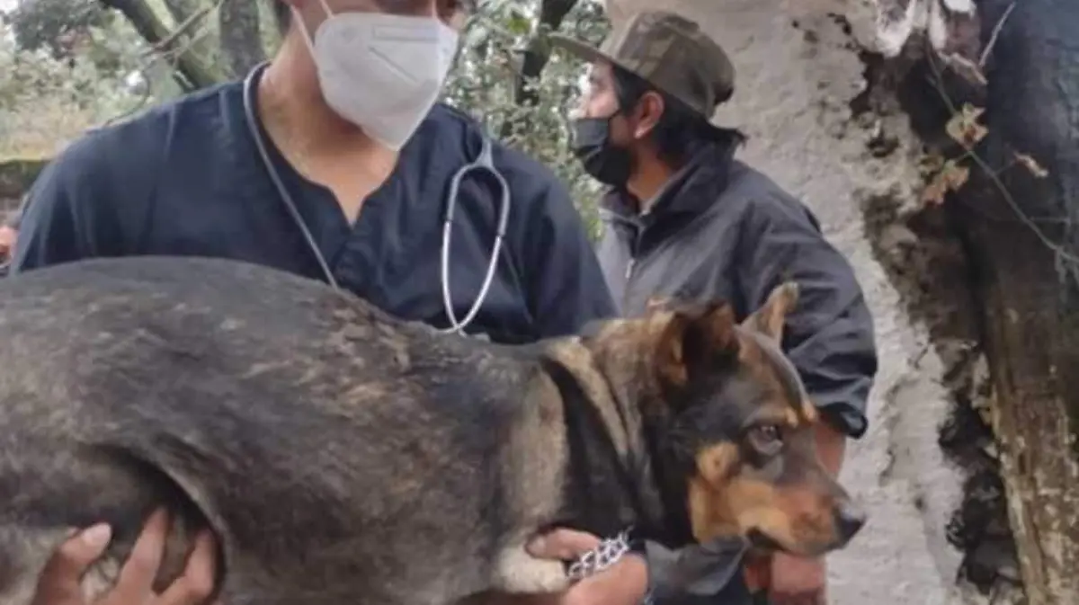 perrito rescatado en derrumbe en Xochimilco