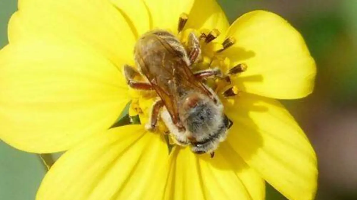 abeja3