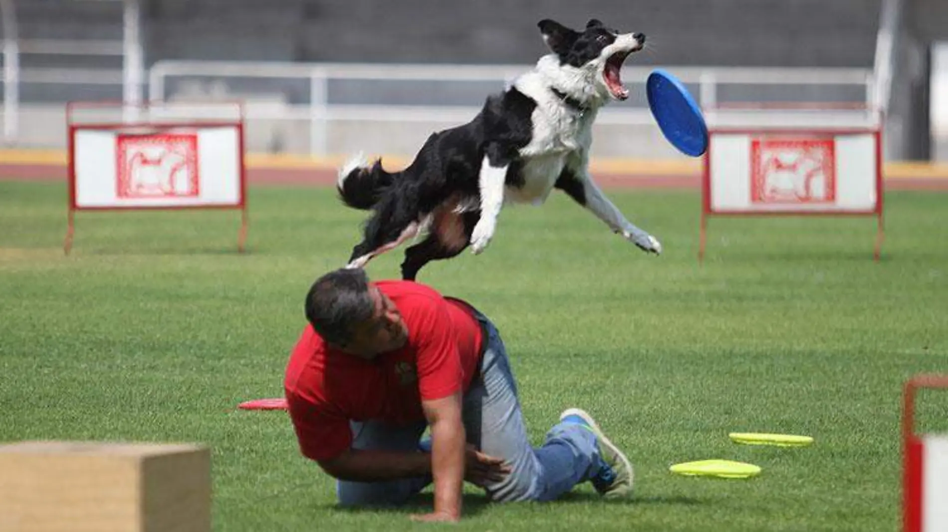 perros-rescatistas-1