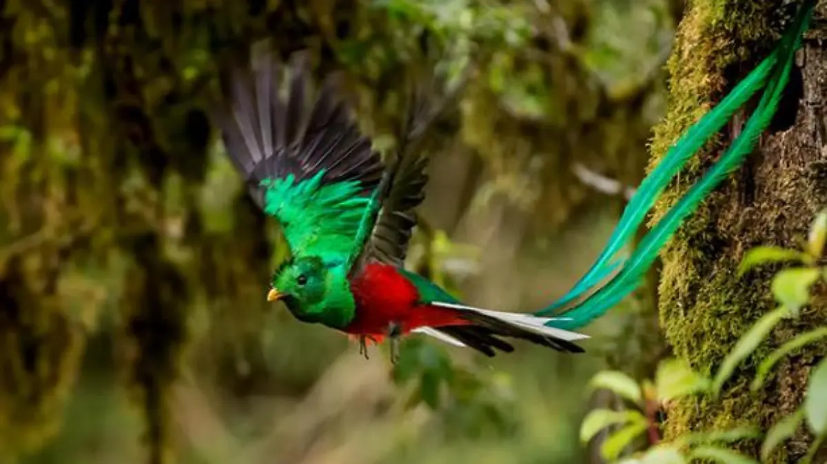 Portada Quetzal foto Sunvil