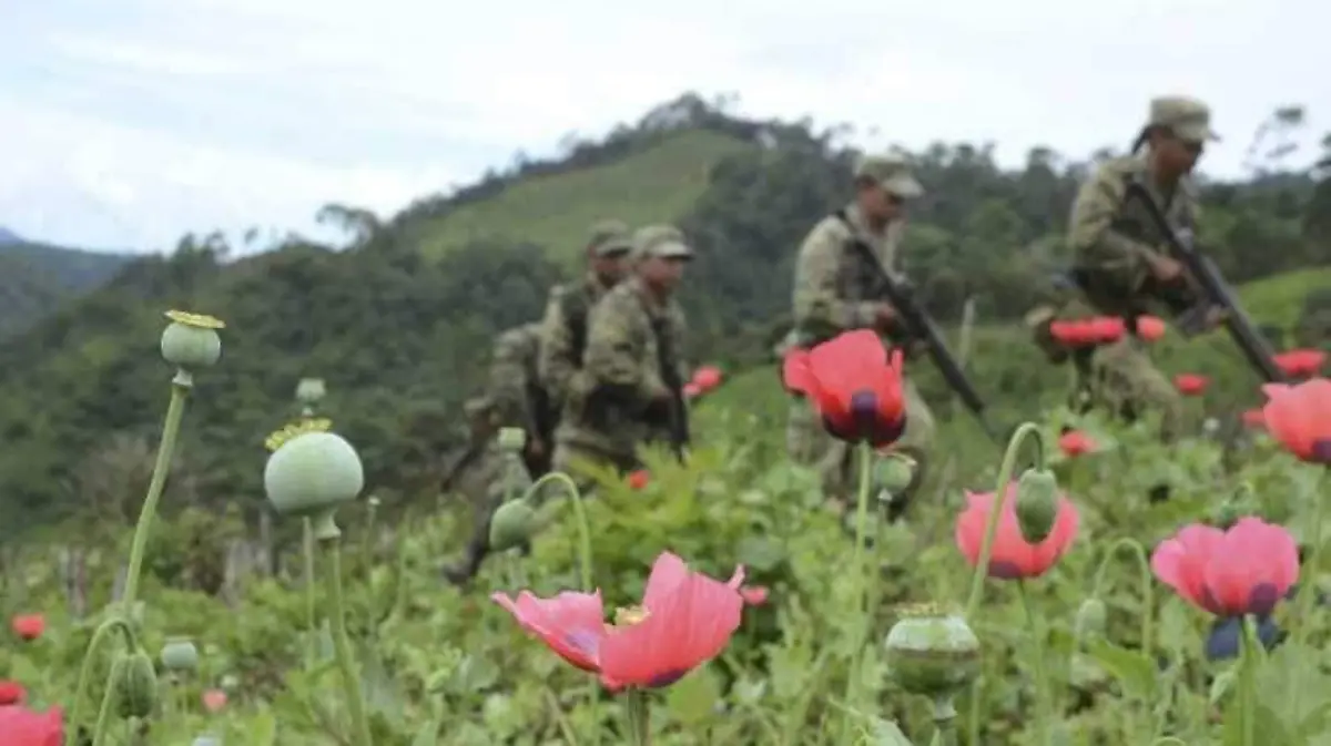 sembradio de amapola en Guerrero que se usa para produccion opiopara 