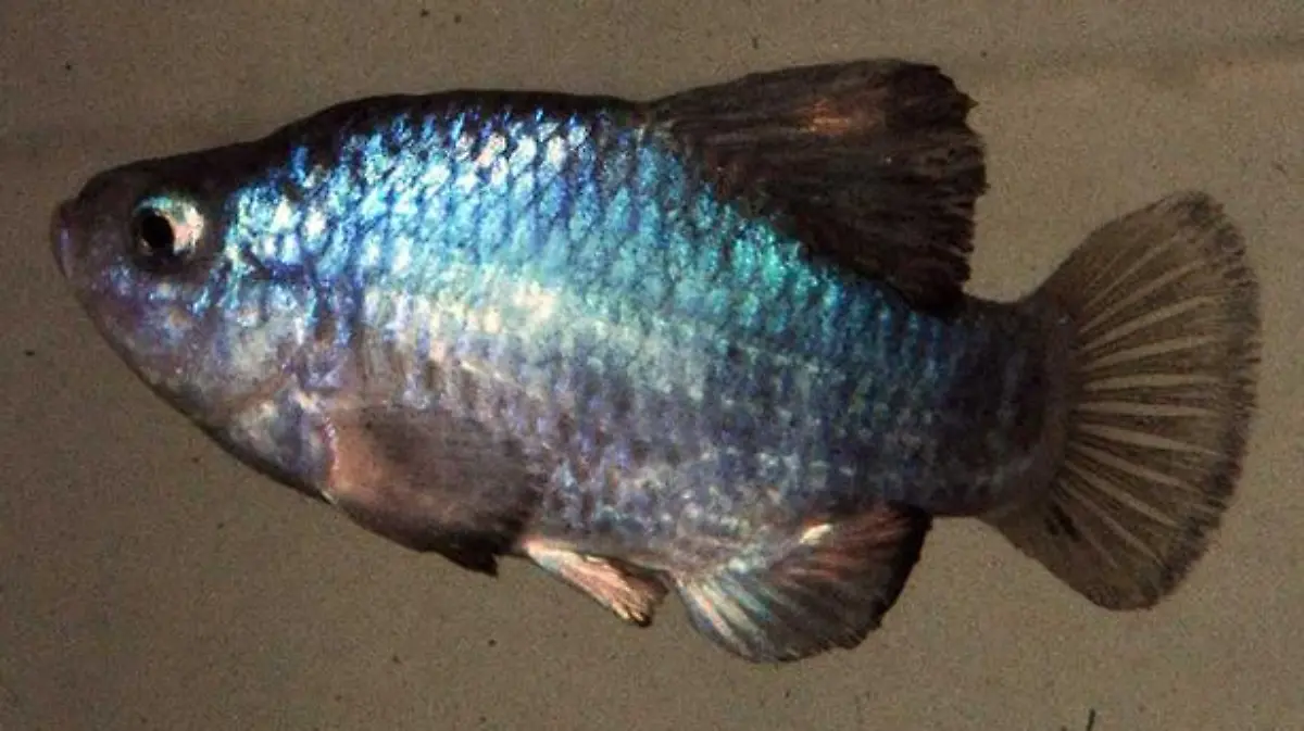 mex-pez-desierto-sonora