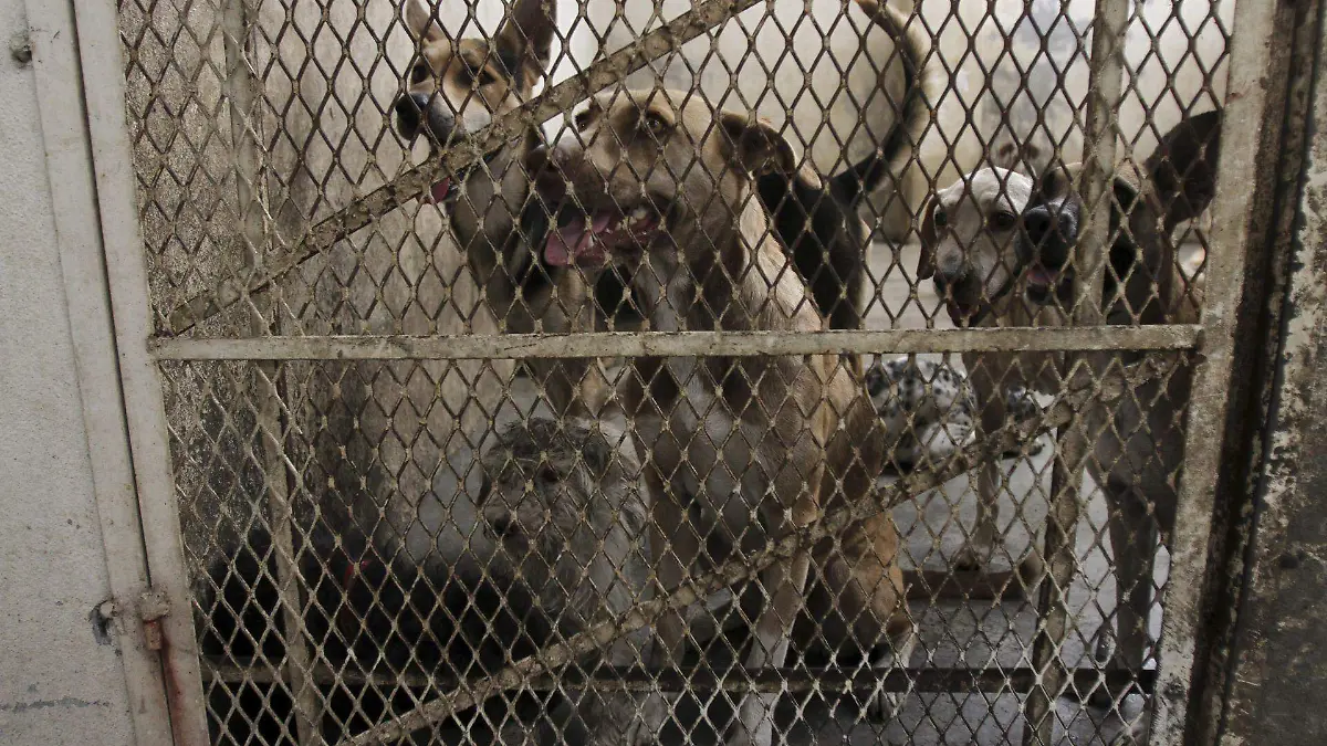 Guanajuato Celaya no huele a cajeta 1