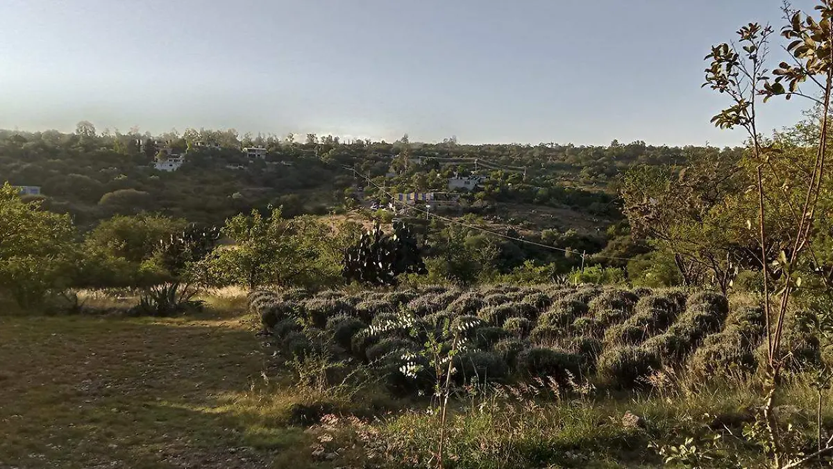 Tomantino_TAMARA MEDINA_19