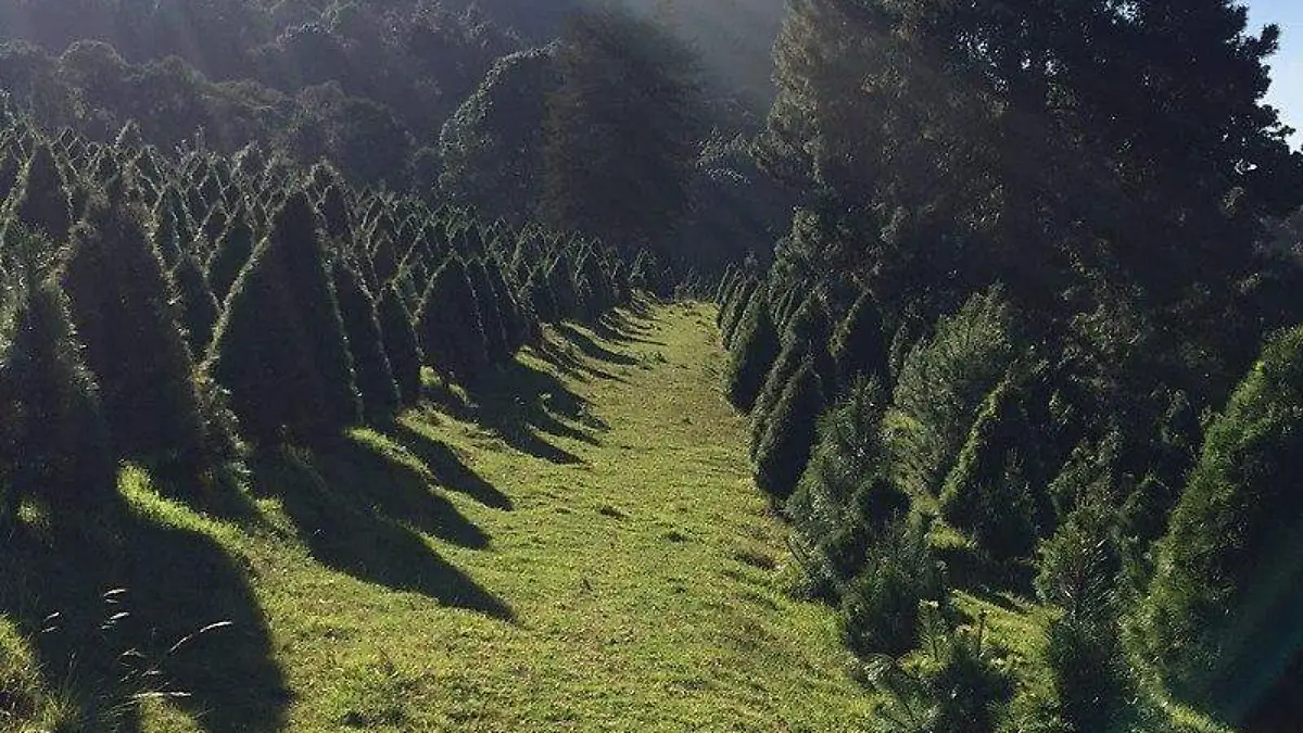 Bosque_de_los_Arboles_de_Navidad_en_Amecameca,_Edo_de_México