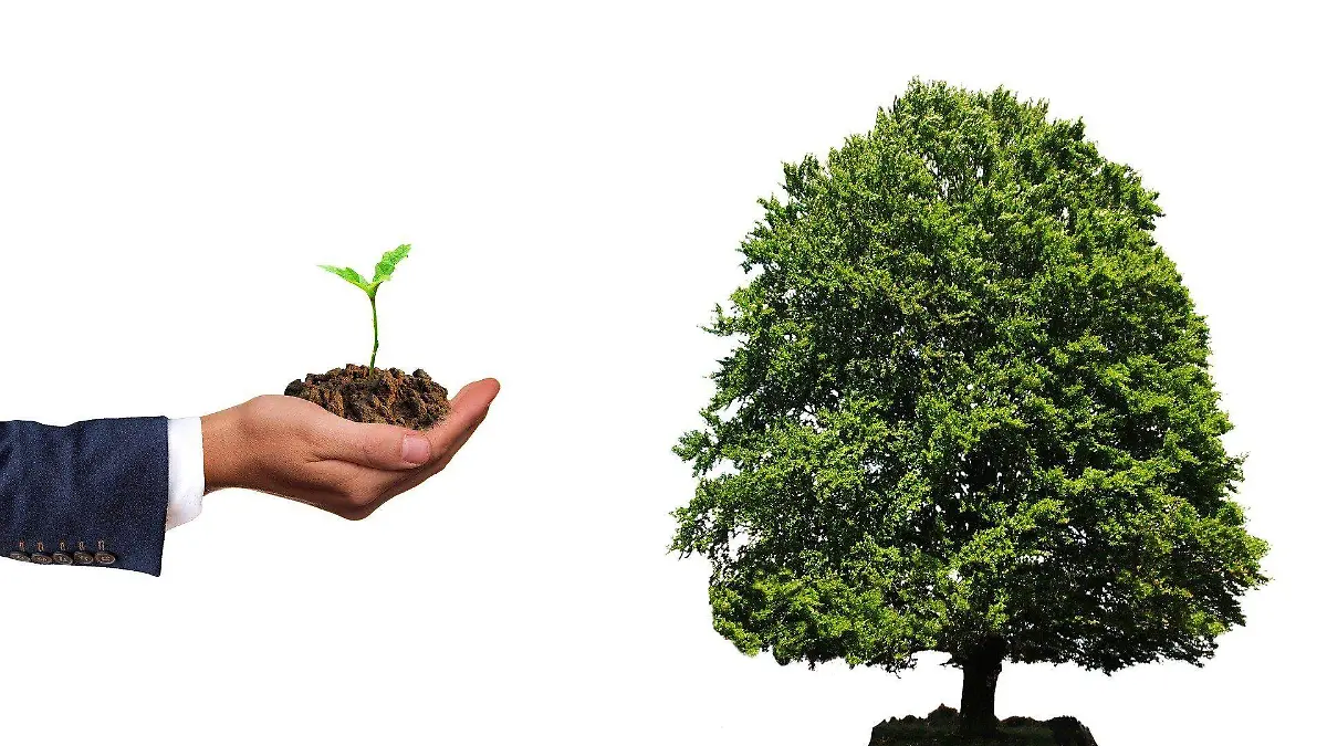 plant-g7c601cdc5_1920