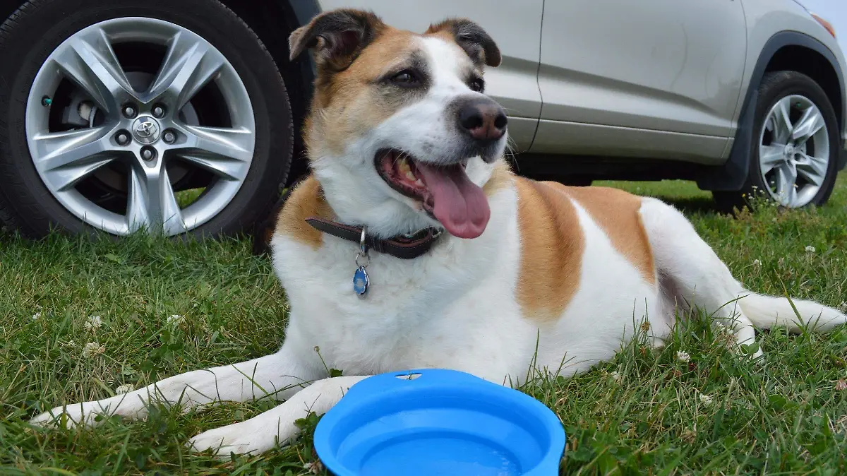 pexels-doug-brown-790623