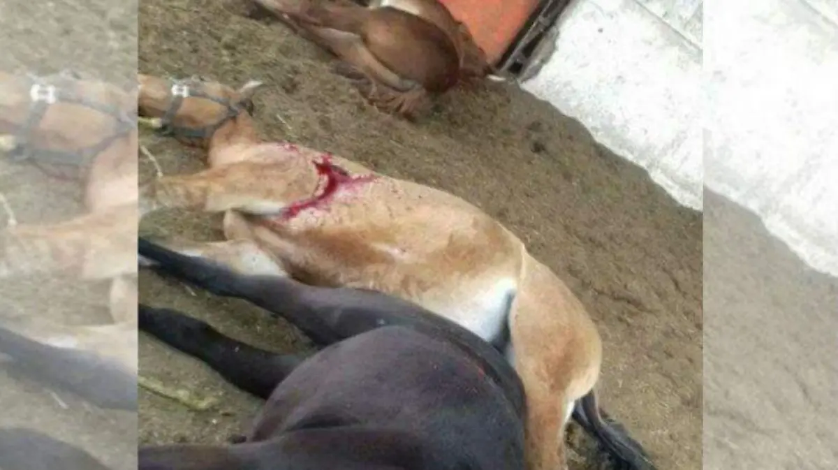 rancho-3 especial