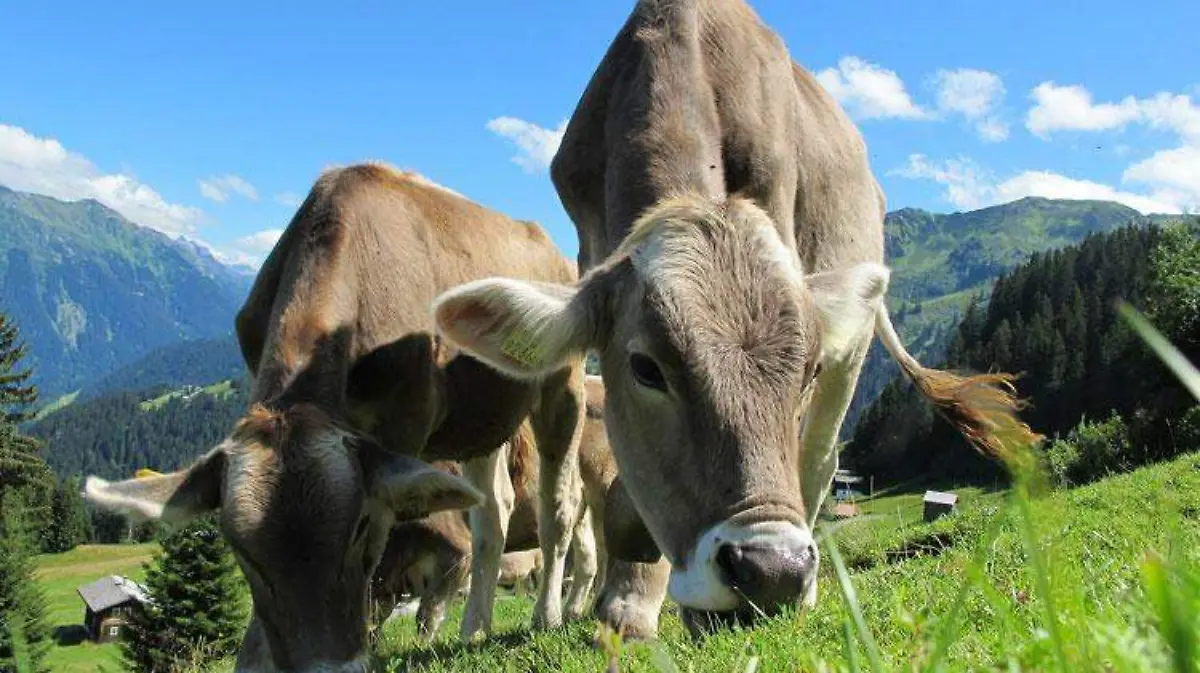 cows-gbcd32b341_1920