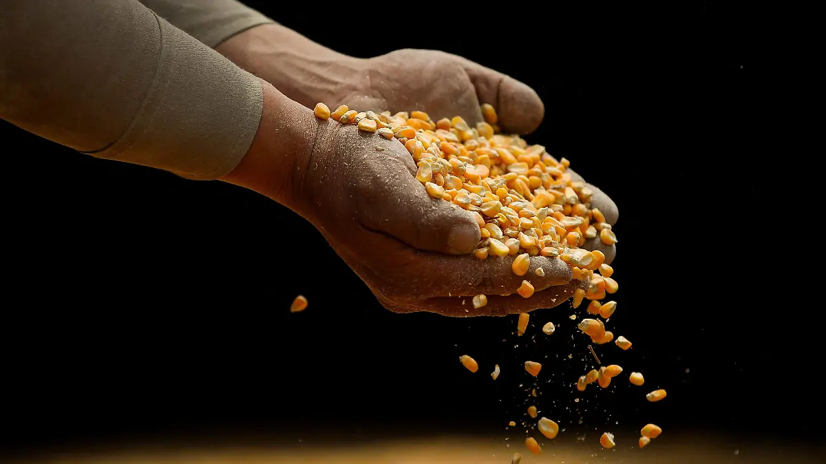 2023-08-21T200951Z_1815807270_RC2EUZ9VBYHH_RTRMADP_3_USA-MEXICO-CORN