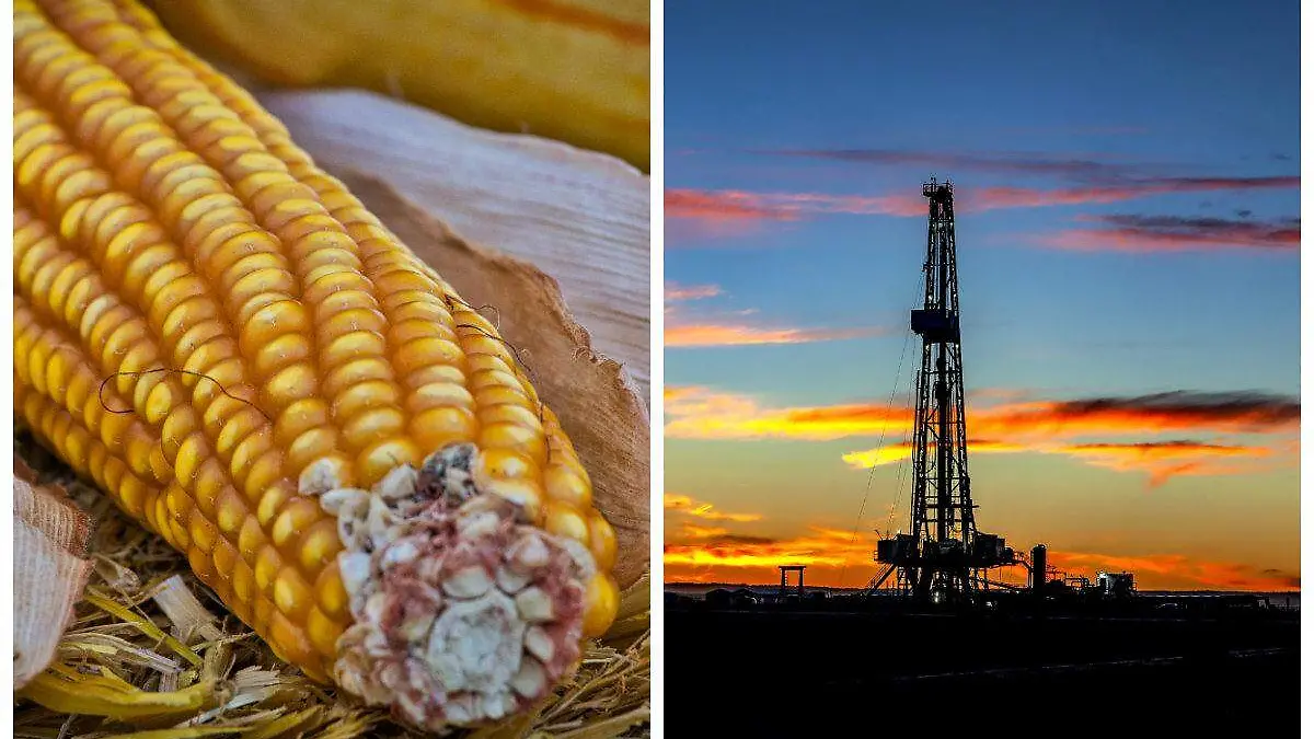 collage-maiz-petroleo