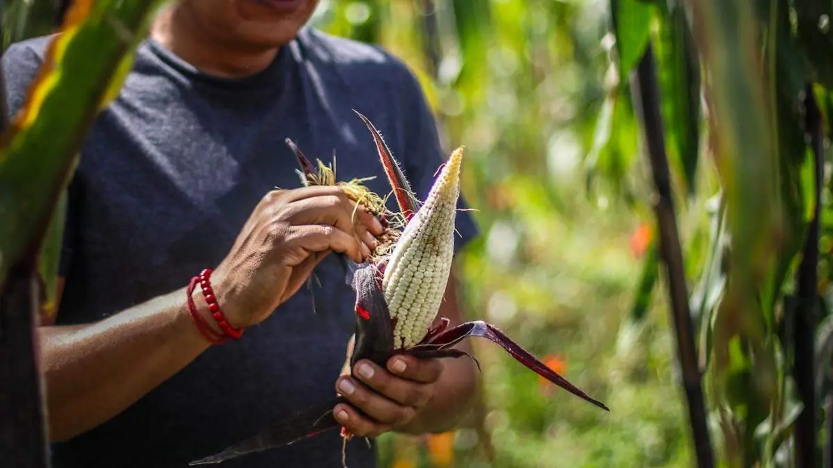 Maíz mexicano producción y cuidado 