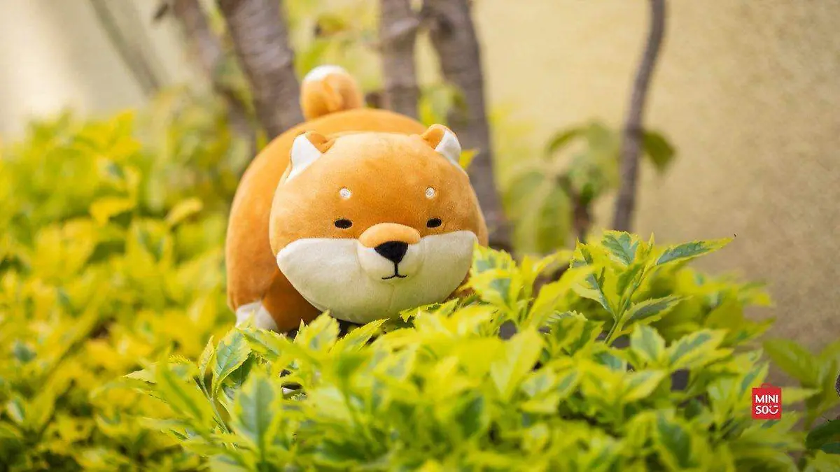 shiba inu