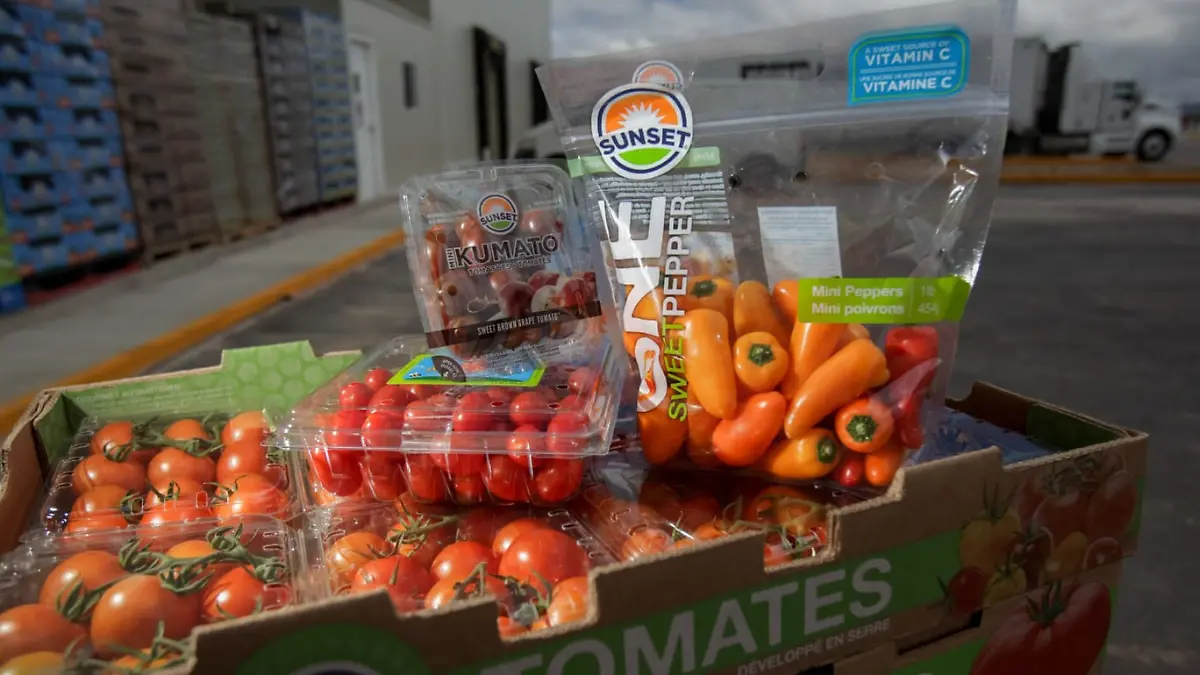 tomates