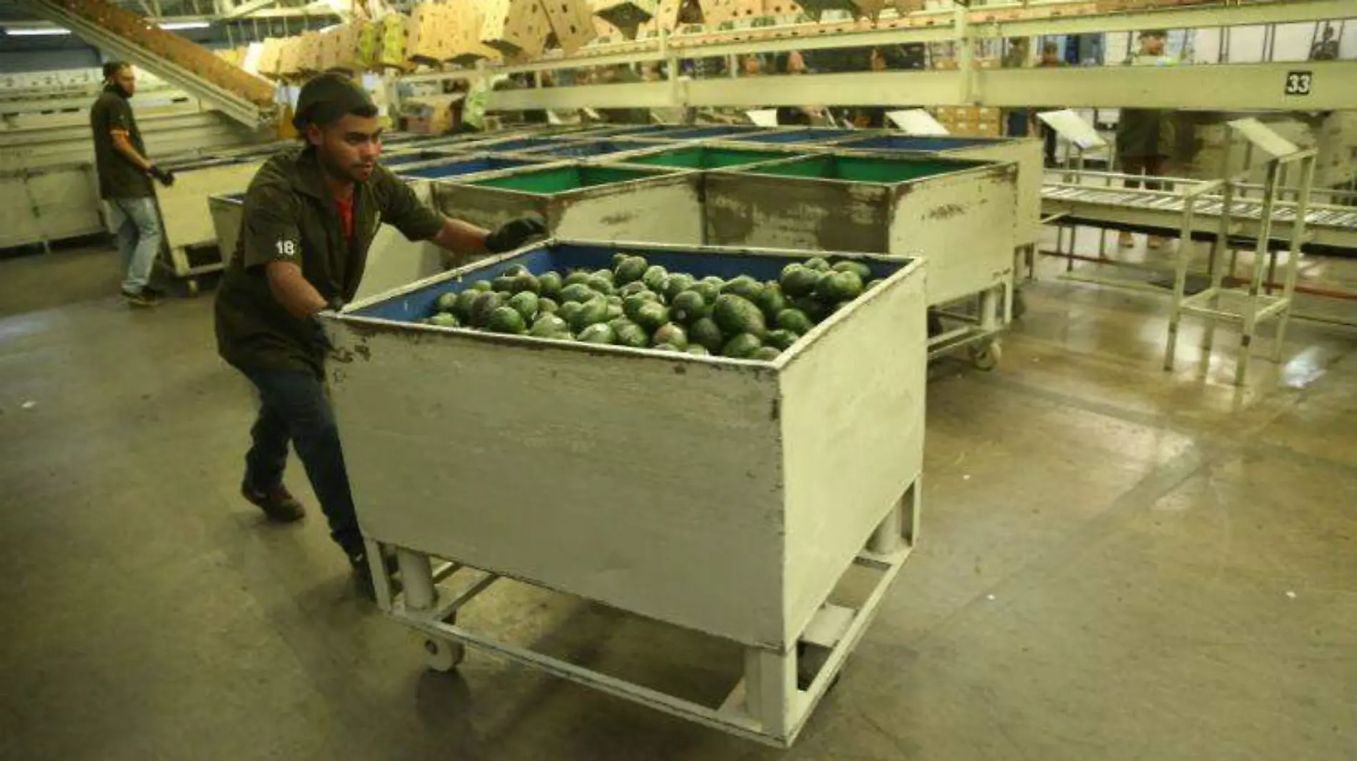 Exportacion_Aguacate-5