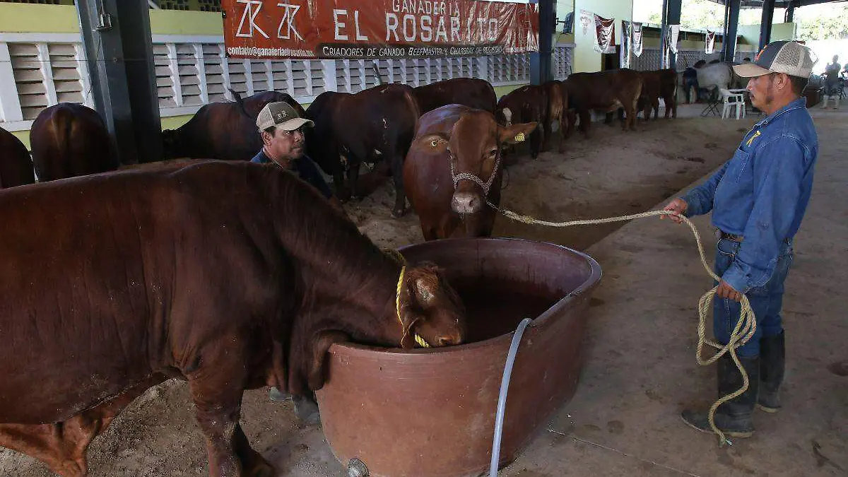 Importación de bovinos a México