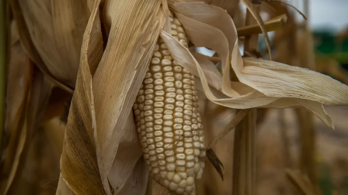 ¿A cuánto las tortillas, marchanta 4