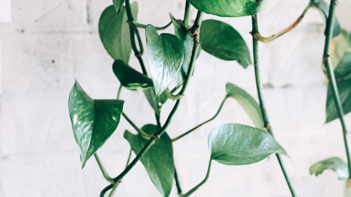 kara-eads-YVzHGfxI6bc-unsplash