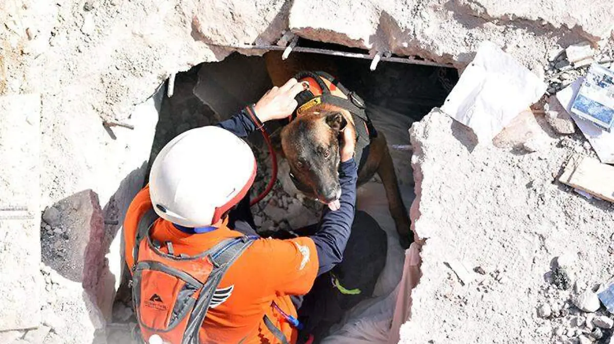 perros_rescatistas_sismo