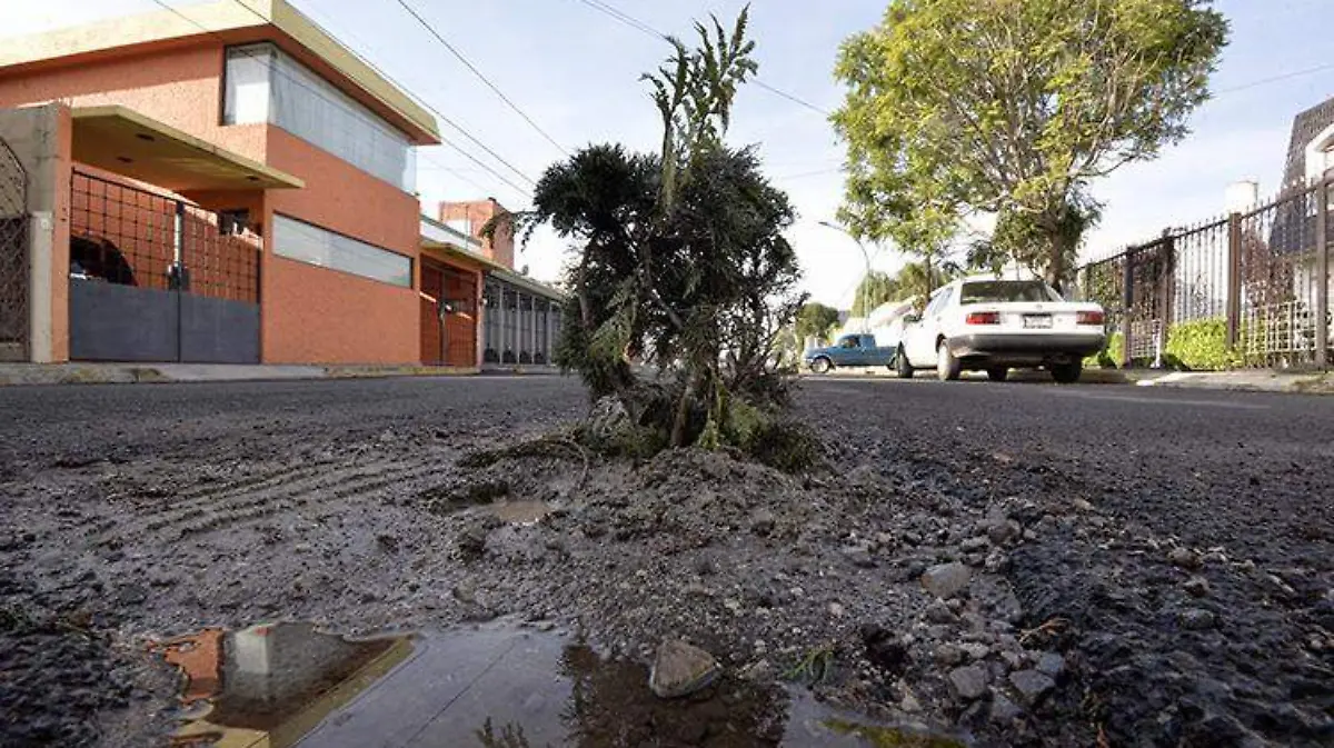 bache-toluca