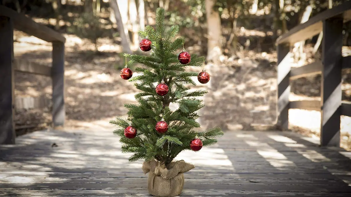 christmas-tree-2895143_1920