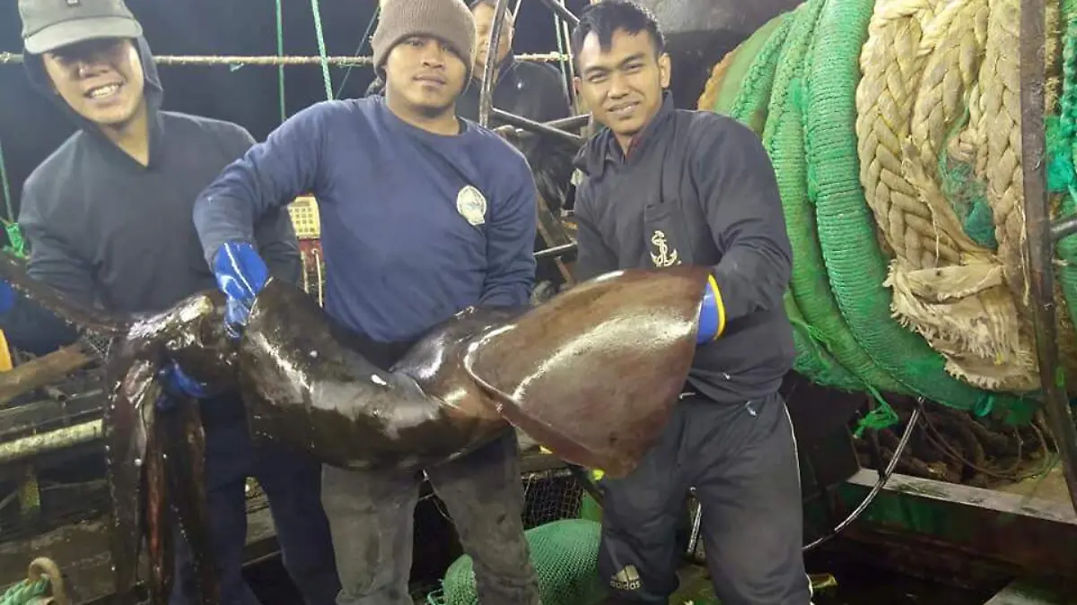 La tripulación a bordo del Zhen Fa 7 sostiene un calamar grande