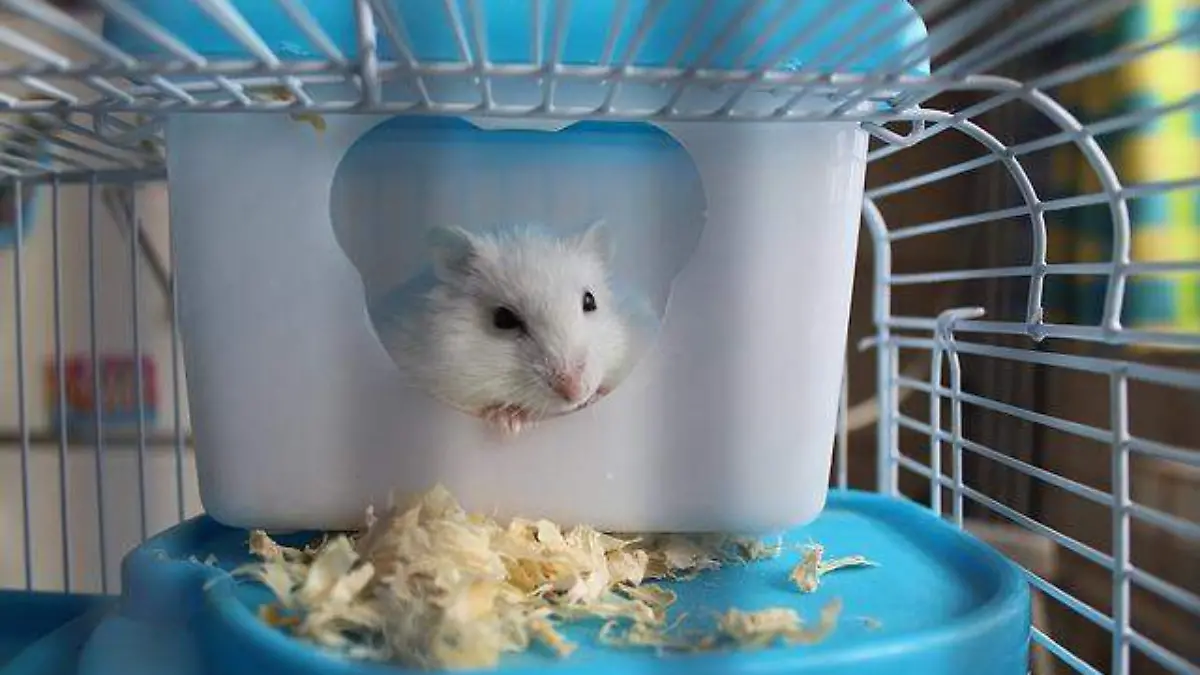 hamster-2724477_640