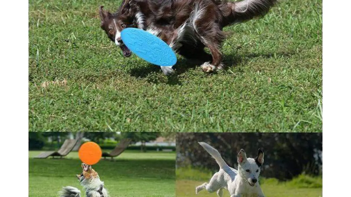 frisbee para perro