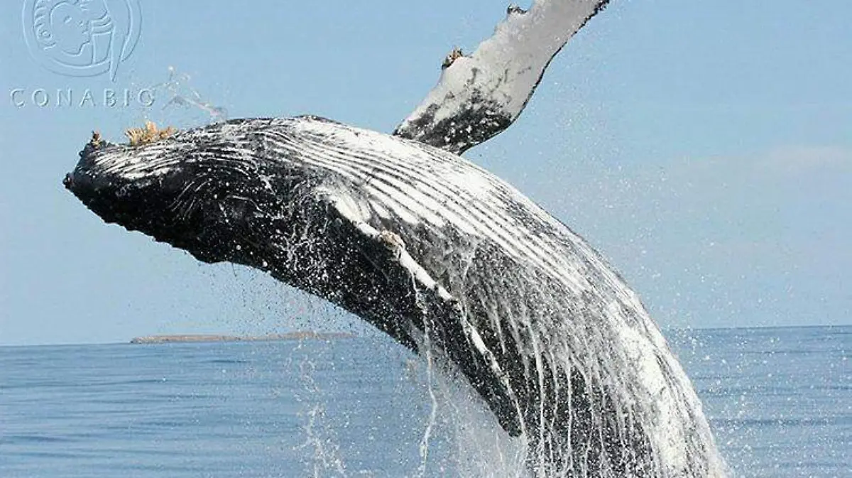ballena-bcs-1