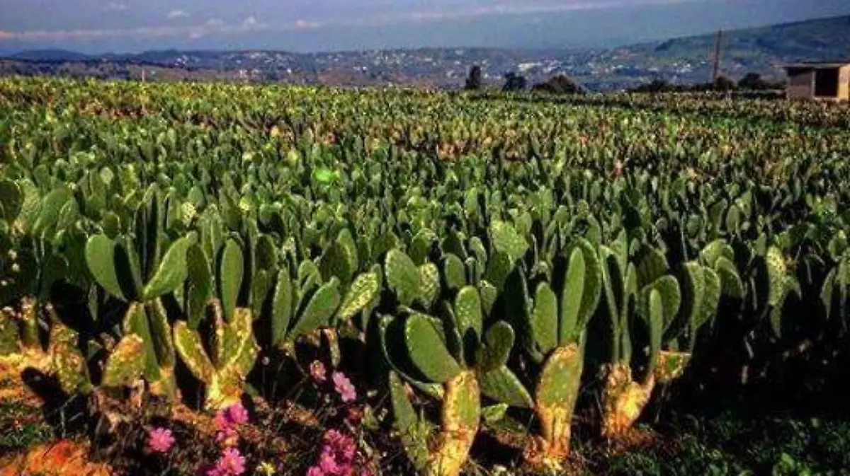 46302891_1894589240594924_8745324314040991744_n