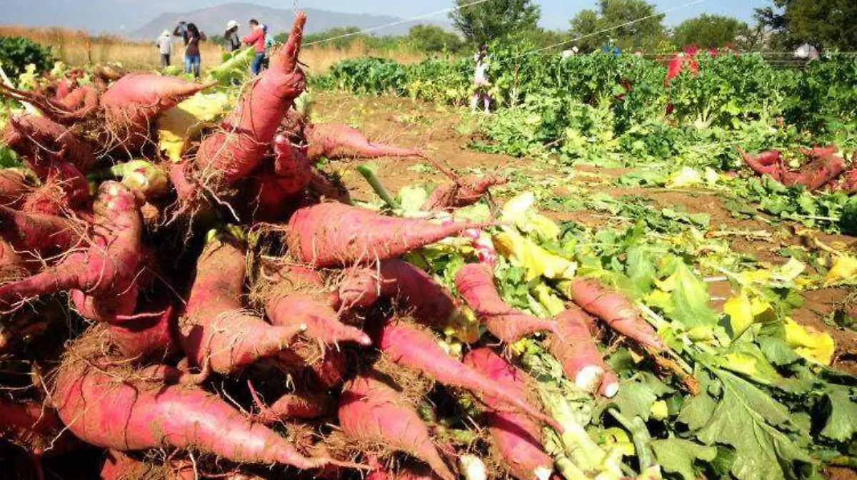 Cultivo-rabanos-oaxaca