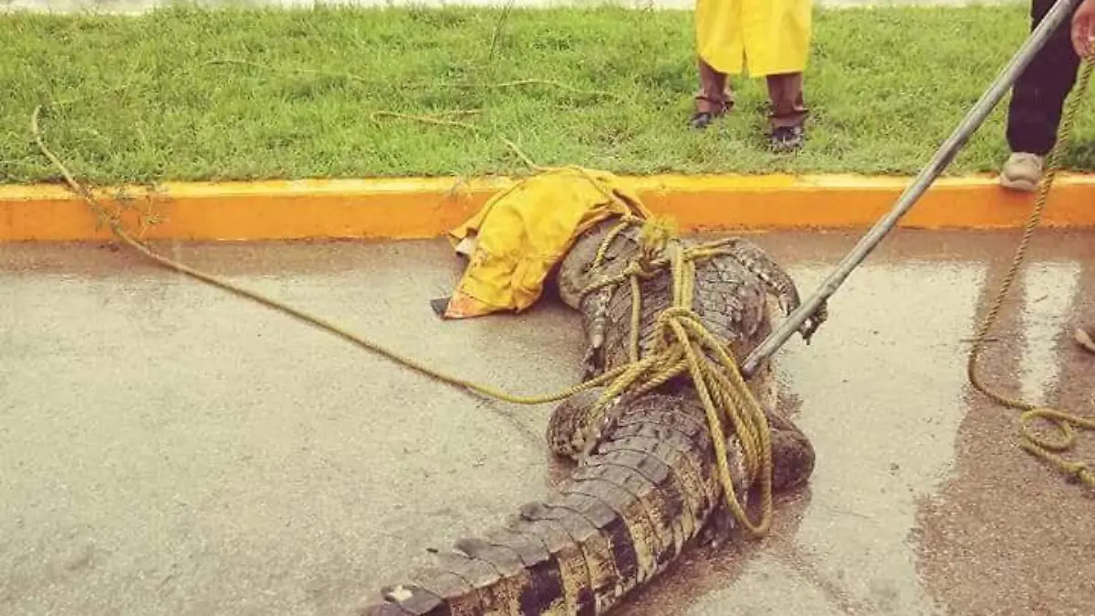 cocodrilo-ciudad-madero
