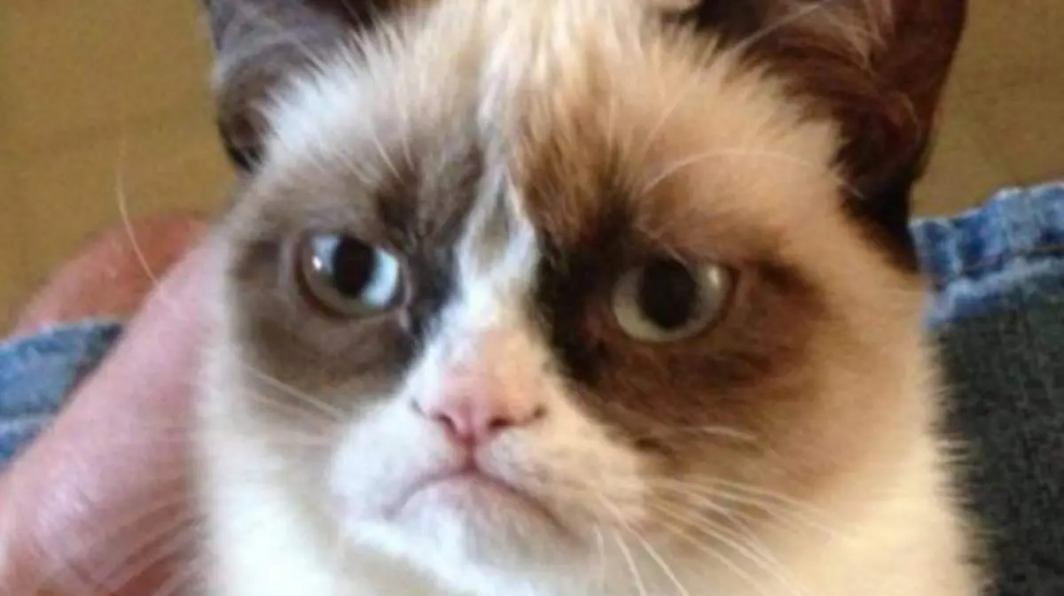 grumpy-cat